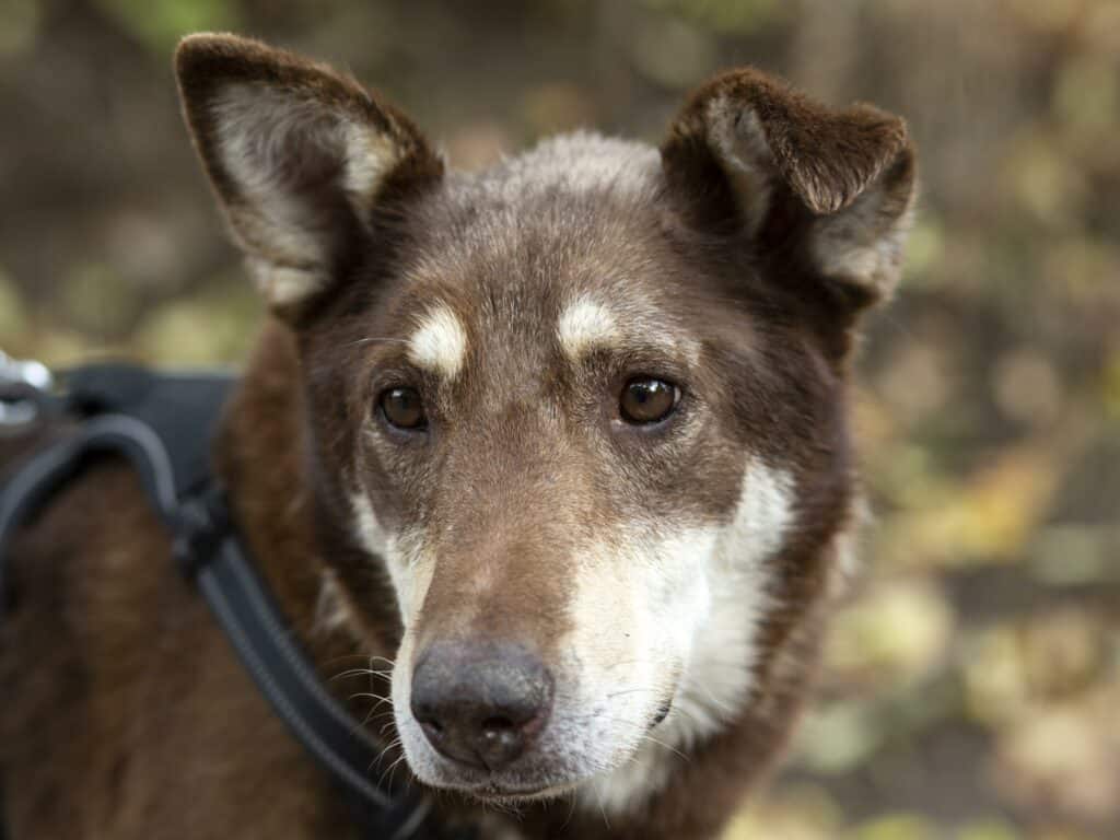 Auch Hunde können im Alter dement werden.