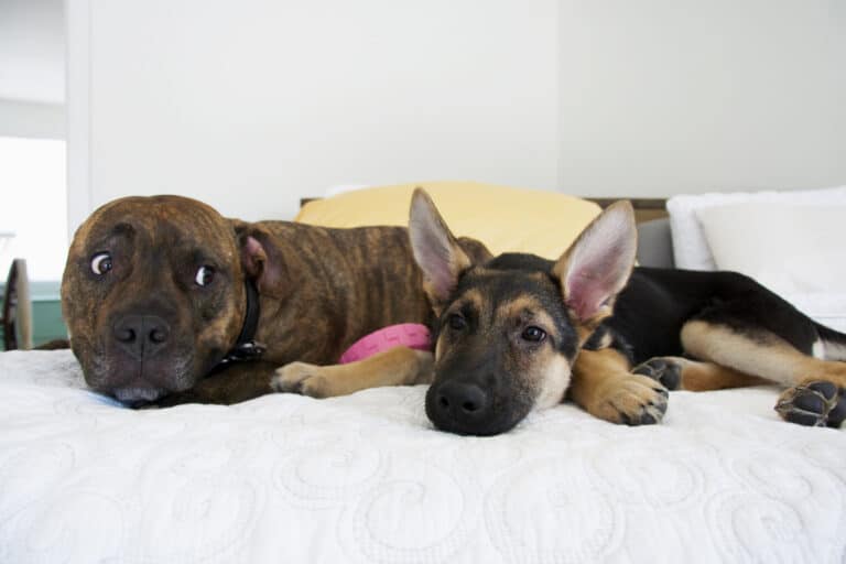 Können Hunde Neid empfinden?