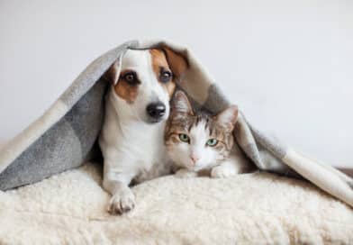 Passt ein Hund zu meiner Katze? <span style='font-size:13px;'>| Mach den Test!</span> 