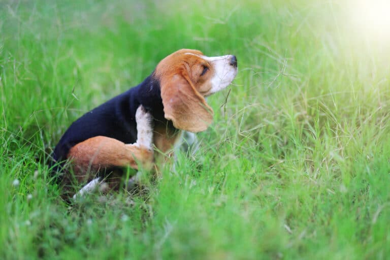 So bleibt der Hund flohfrei