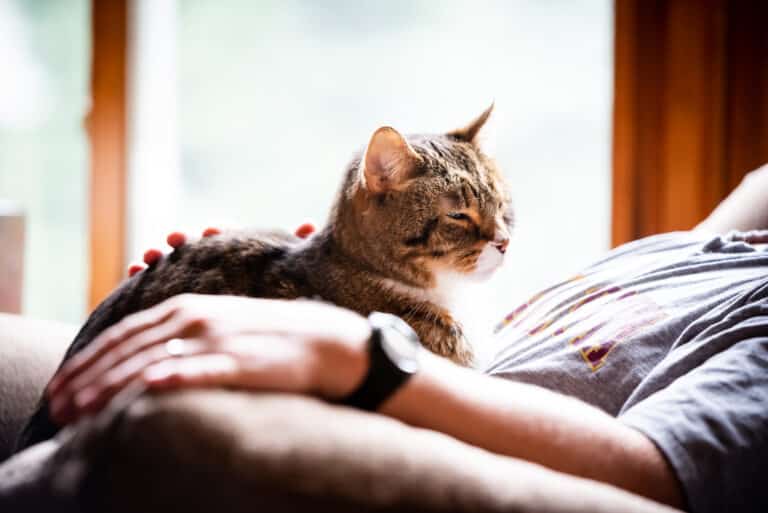 10 Dinge, die dir zeigen, dass deine Katze alt wird