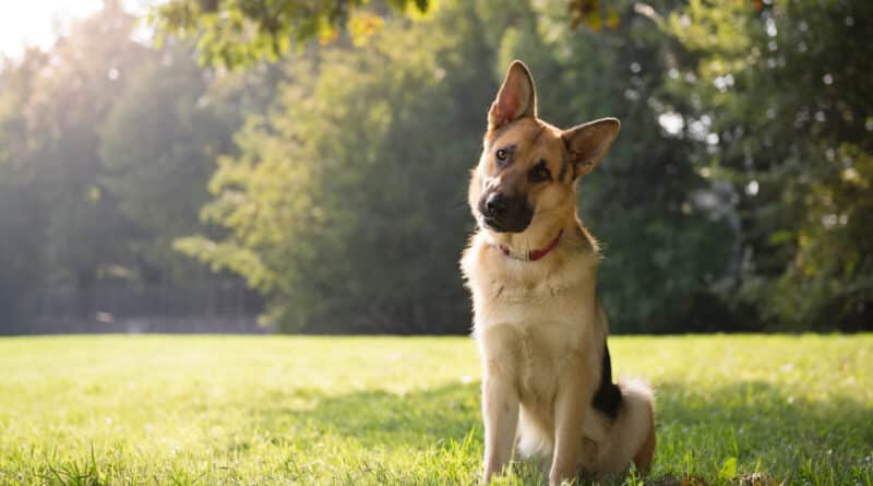 Verstehen Hunde uns wirklich?