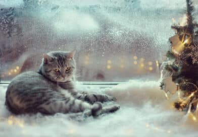 Hat meine Katze Winterdepressionen? <span style='font-size:13px;'>| Mach den Test!</span> 