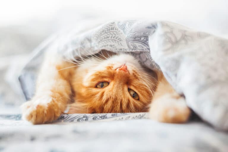 Mit der Katze im Bett