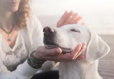 Wie ein Hund lernt, zu vertrauen