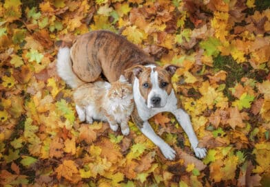 Herbst-Tipps für Hund und Katze