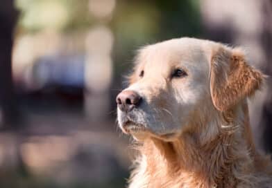 Immer mehr Hunde leiden an Arthrose