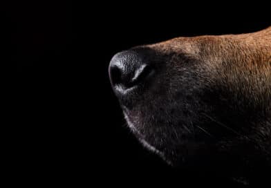 Studie: Sind Corona-Spürhunde alltagstauglich?