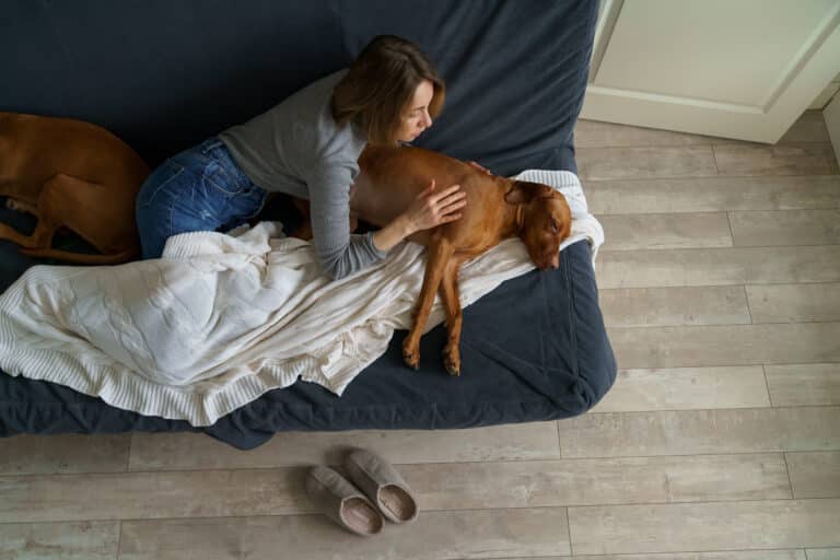 Mein Hund hat Schmerzen! Anzeichen frühzeitig erkennen