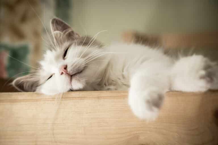 8 Dinge, die wir von unseren Katzen lernen können