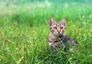 10 Dinge, die du tun kannst, um Katzen zu helfen