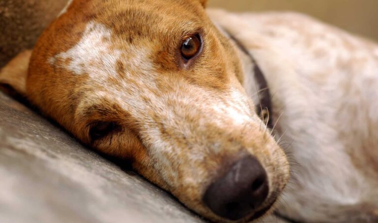 Ist der Hund unterfordert und unausgelastet?