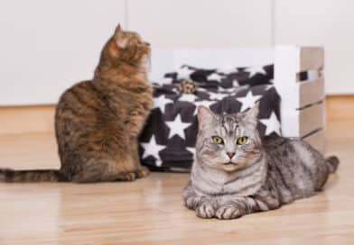 10 Gründe, weshalb sich deine Katzen nicht leiden können!