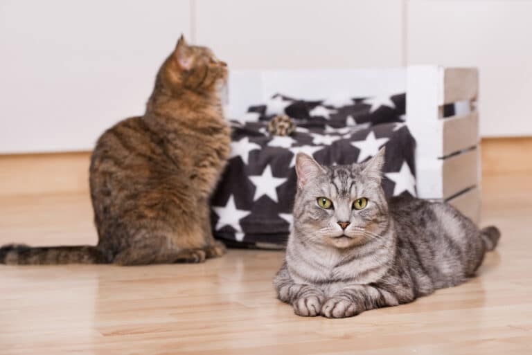 10 Gründe, weshalb sich deine Katzen nicht leiden können!