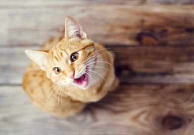 Warum ist meine Katze nachts unruhig? <span style='font-size:13px;'>| Mach den Test!</span> 