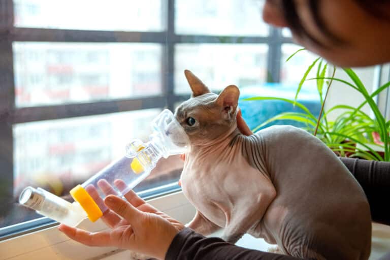 Was tun bei Katzenasthma?