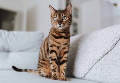 Bengalkatzen werden häufiger blind <span style='font-size:13px;'>| Wissenswert</span> 