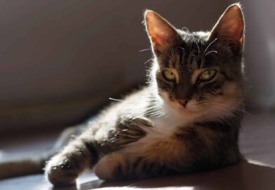 Ist meine Katze arrogant? <span style='font-size:13px;'>| Mach den Test!</span> 
