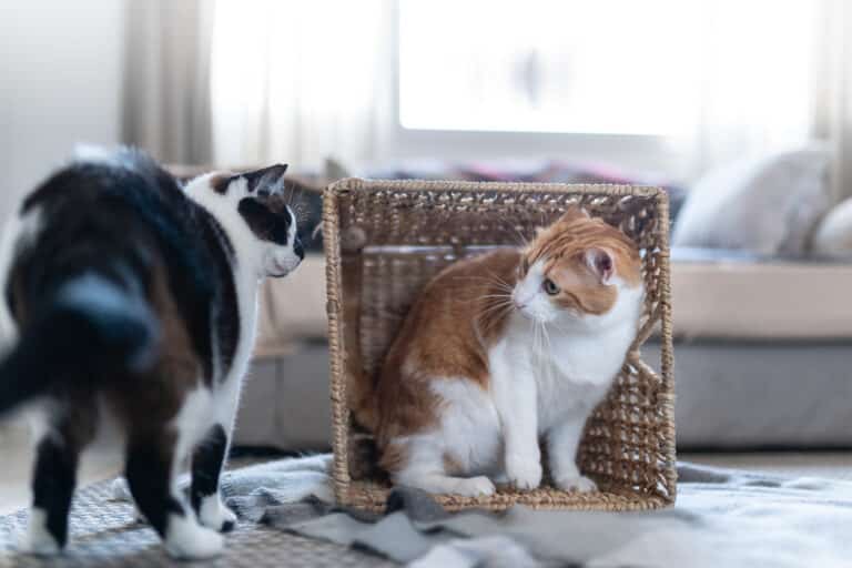 So stoppen wir Katzen-Mobbing