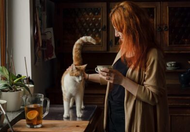 Wie wichtig ist Abwechslung für Katzen?
