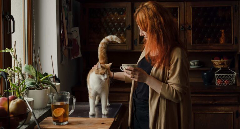 Wie wichtig ist Abwechslung für Katzen?