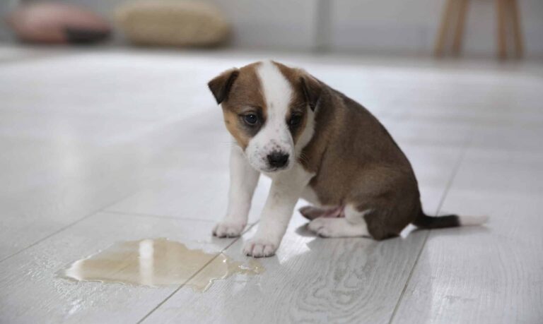 Das Problem mit der Stubenreinheit