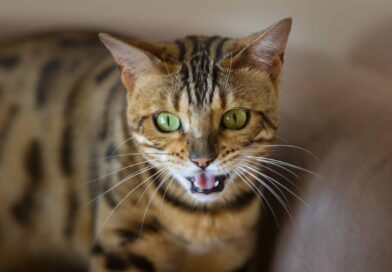 Miau – was willst du mir sagen?