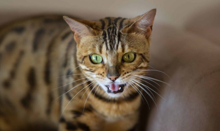 Miau – was willst du mir sagen?