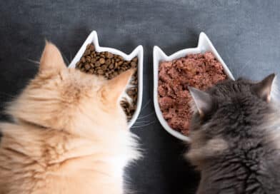 Ist meine Katze ein Futtermäkler? <span style='font-size:13px;'>| Mach den Test!</span> 