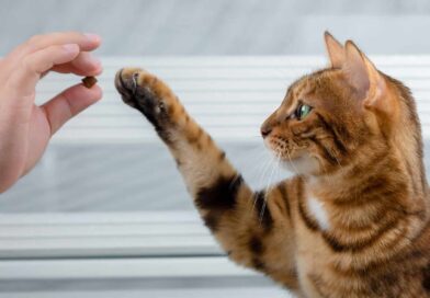 Wie lernt meine Katze eigentlich? <span style='font-size:13px;'>| Mach den Test!</span> 