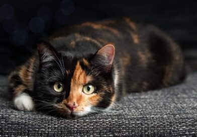 Ist meine Katze ehrlich? <span style='font-size:13px;'>| Mach den Test!</span> 