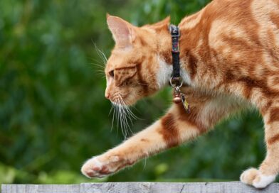 Ist meine Katze ein guter Akrobat? <span style='font-size:13px;'>| Mach den Test!</span> 