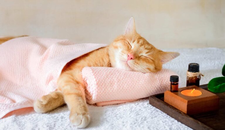 Das Katzen-Wellnessprogramm