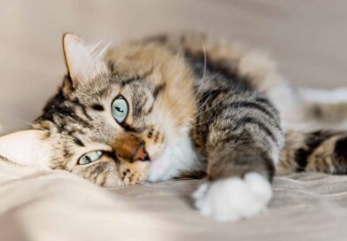 Wie flexibel ist meine Katze? <span style='font-size:13px;'>| Mach den Test!</span> 