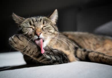 Ist meine Katze reinlich? <span style='font-size:13px;'>| Mach den Test!</span> 