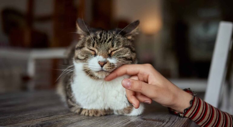 Hat mein Senior noch Freude am Leben?