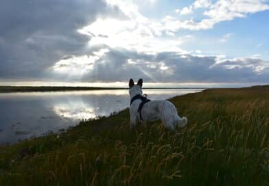 Hunde-Spot im Kattegat
