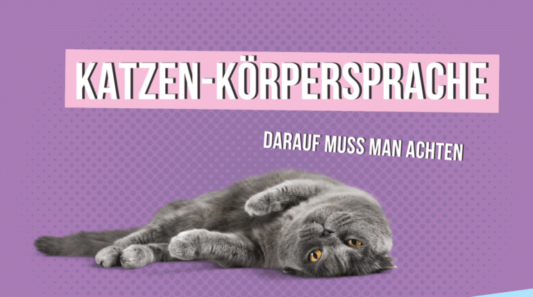 Katzen-Körpersprache
