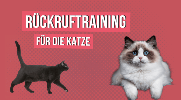 Rückruftraining für die Katze