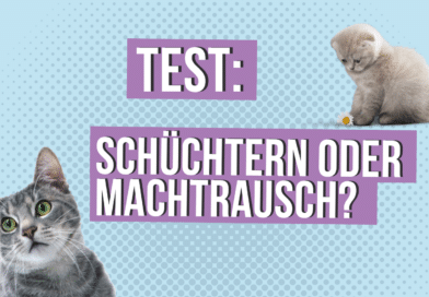Schüchtern oder Machtrausch? <span style='font-size:13px;'>| Mach den Test!</span> 