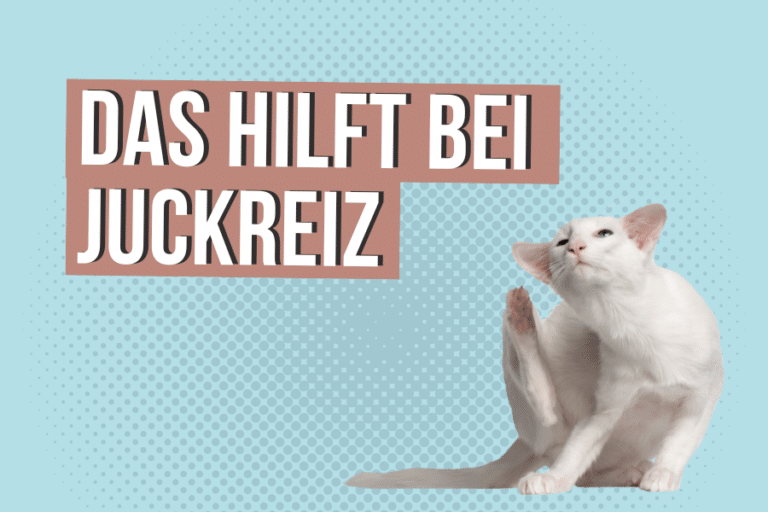 Warum juckt und kratzt sich meine Katze ständig?