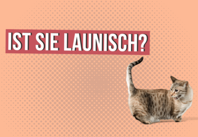 Ist meine Katze launisch? <span style='font-size:13px;'>| Mach den Test!</span> 