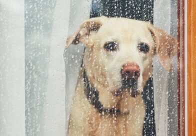 Habt ihr einen Schönwetterhund? <span style='font-size:13px;'>| Die besten Antworten</span> 