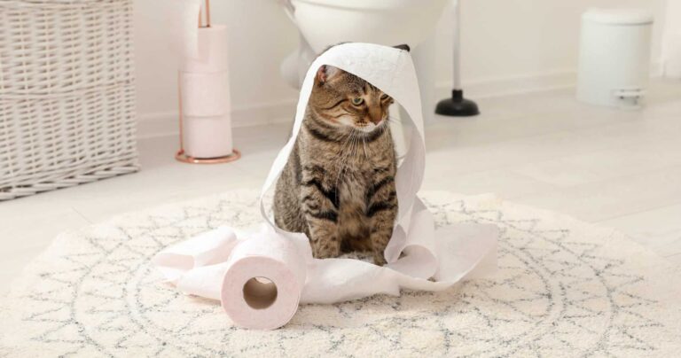 Wenn die Katze nicht stubenrein ist