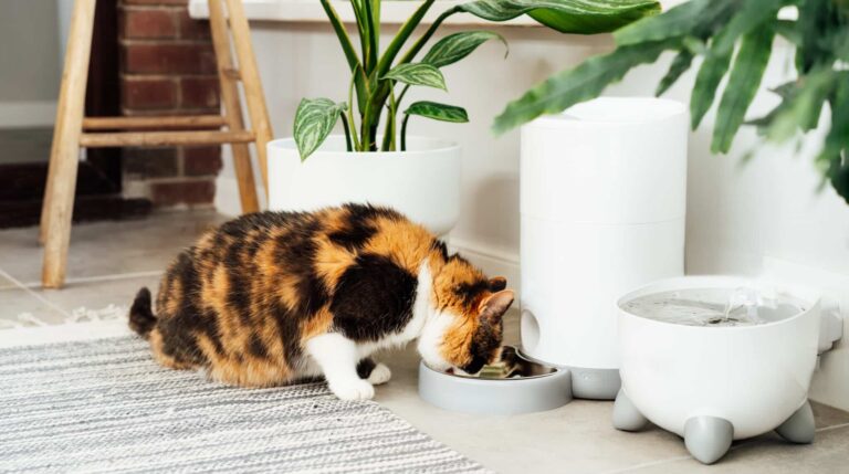 Die 7 Geheimnisse des richtigen Fütterns