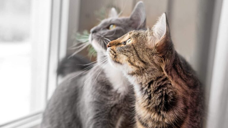 Glücklich mit mehreren Katzen