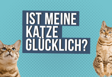 Ist meine Katze glücklich? <span style='font-size:13px;'>| Mach den Test!</span> 