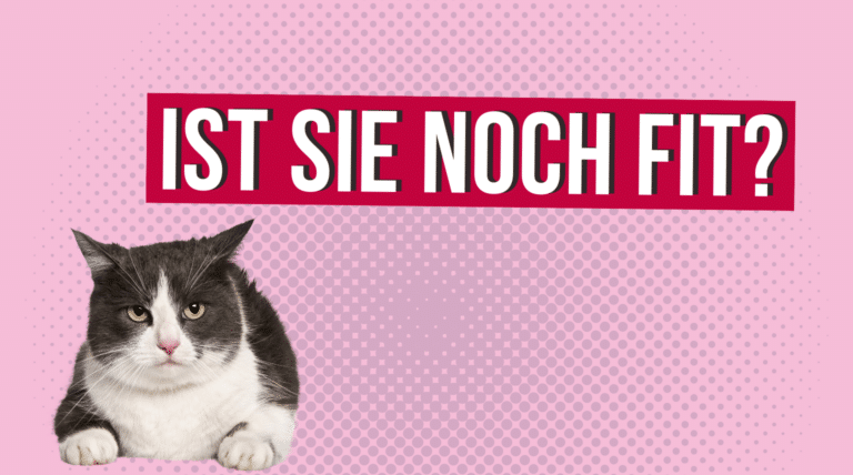 Ist meine alte Katze noch fit?