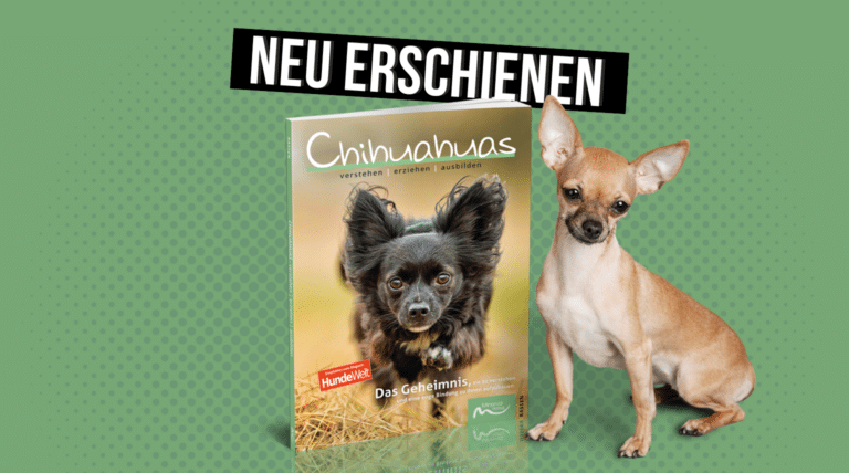 Chihuahuas verstehen | erziehen | ausbilden
