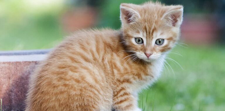 Junge Katzen impfen und vor Krankheiten schützen